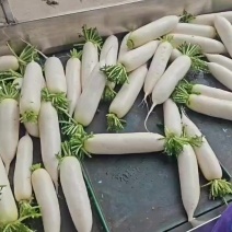 白萝卜产地直发
