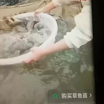 广草鱼苗批发销售