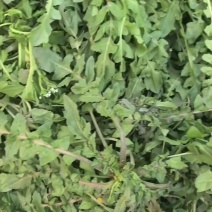 荠菜