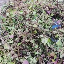 筋骨草(散血草)