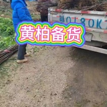 黄柏地径一公以上
