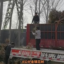 8公分金银花树