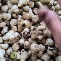 野生毛慈菇净果可要用地头发货诚信经营欢迎实地考察