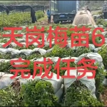 岗梅苗