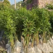 大叶相思树苗