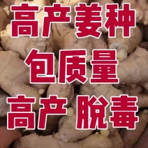 姜种生姜种子山东高产姜种技术指导，包回收