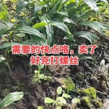 云南本地毛慈菇苗