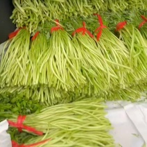 云梦泽高品质黎蒿