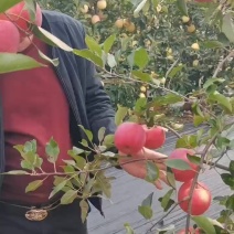 乐琪苹果树苗，是由新西兰引进新品种