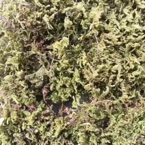 苔藓