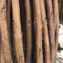 锦绣黄桃树苗