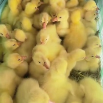 大品种三花鹅苗