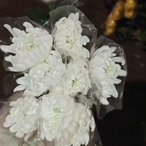 广州菊花全国发货