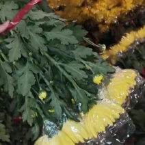 广州菊花全国发货