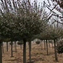 嫁接卫矛树品质保证成活率高价格优惠欢迎电话咨询