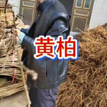 地径一公厚皮川黄柏苗