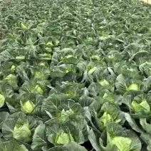 江西吉安吉州区扁包菜上市了，产地直销，货源充足，价格实惠