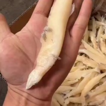 淡水银鱼