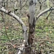 绿化苗木
