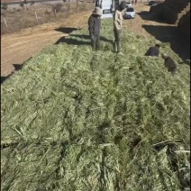 小包燕麦