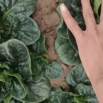 出售优质趴地菠菜