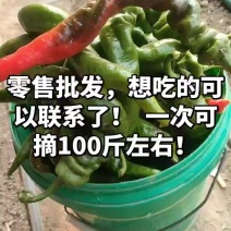 龙椒