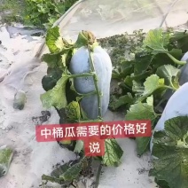 白皮桶瓜