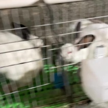 伊拉兔