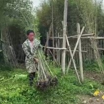 罗汉竹