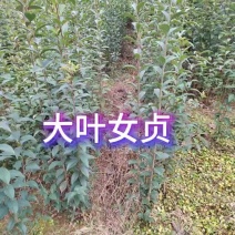 大叶女贞