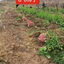 柿子树