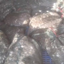 优质蟹苗，成活率高适应环境能力强，回补率高死苗包赔