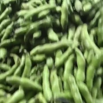 精品蚕豆上市