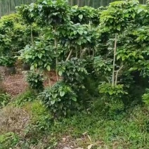 精品，优质，基地绿宝树，三层形状绿宝开平A货高度1米5。