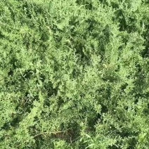 白刺苗