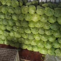 圆甘蓝，大量供应圆甘蓝，工厂电商市场10吨起批