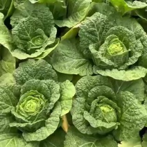 保质量大白菜