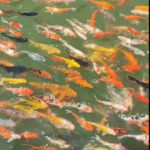 锦鲤