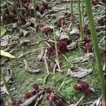 正宗阳春市春砂仁产地直销靓品种黄苗仔