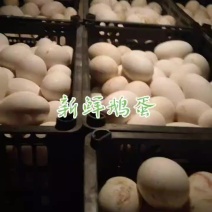 新鲜鹅蛋