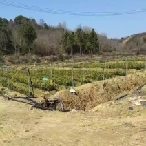 茶子苗