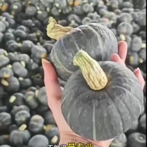 贝贝小南瓜