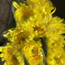 广州菊花全国发货