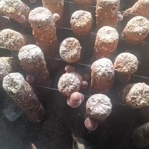 香菇