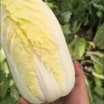 新上市娃娃菜精品，种植基地现发加工厂常年供货