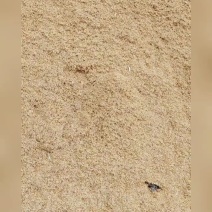 压缩稻壳。土壤改善，蔬菜种植。高速绿化。钢厂除渣。生物质燃料