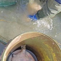 生态品质甲鱼