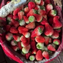 阜阳天仙醉草莓