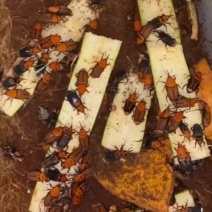 竹笋虫种虫公母竹虫成对卖适合养殖需要的老板联系
