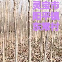 七叶树，风景树
